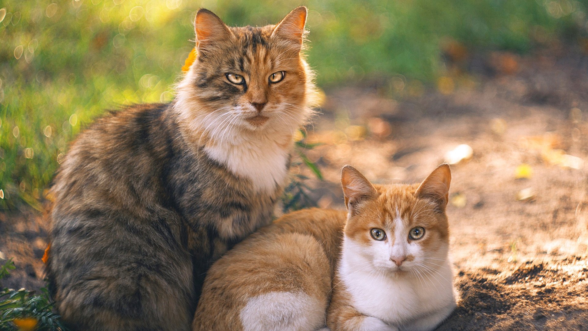 绿茵场上的双重叙事，美国粉碎爱尔兰神话，罗德里完成中场救赎