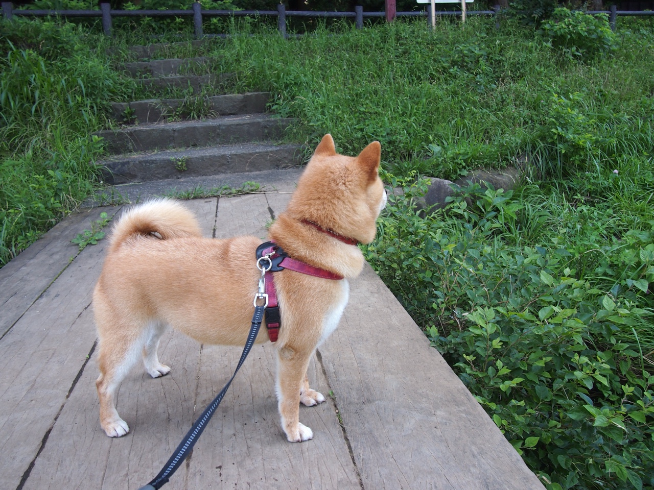 沙漠雄狮的怒吼，沙特联队如何以铁血防守粉碎马德里竞技，库尔图瓦神级扑救难挽败局